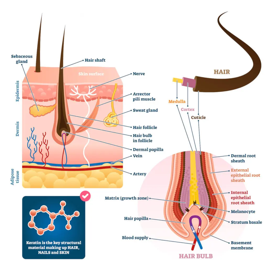 hair anatomy diagram
