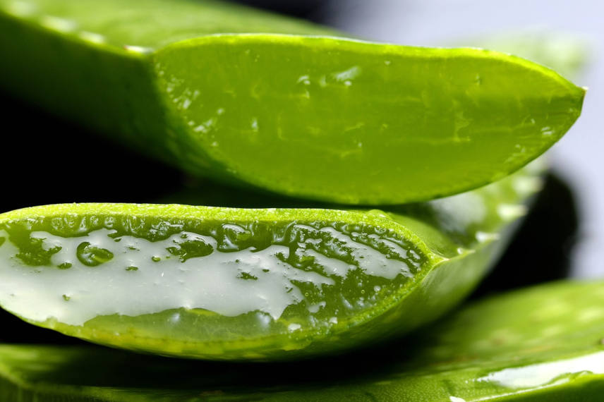 benefits of aloe vera for the hair
