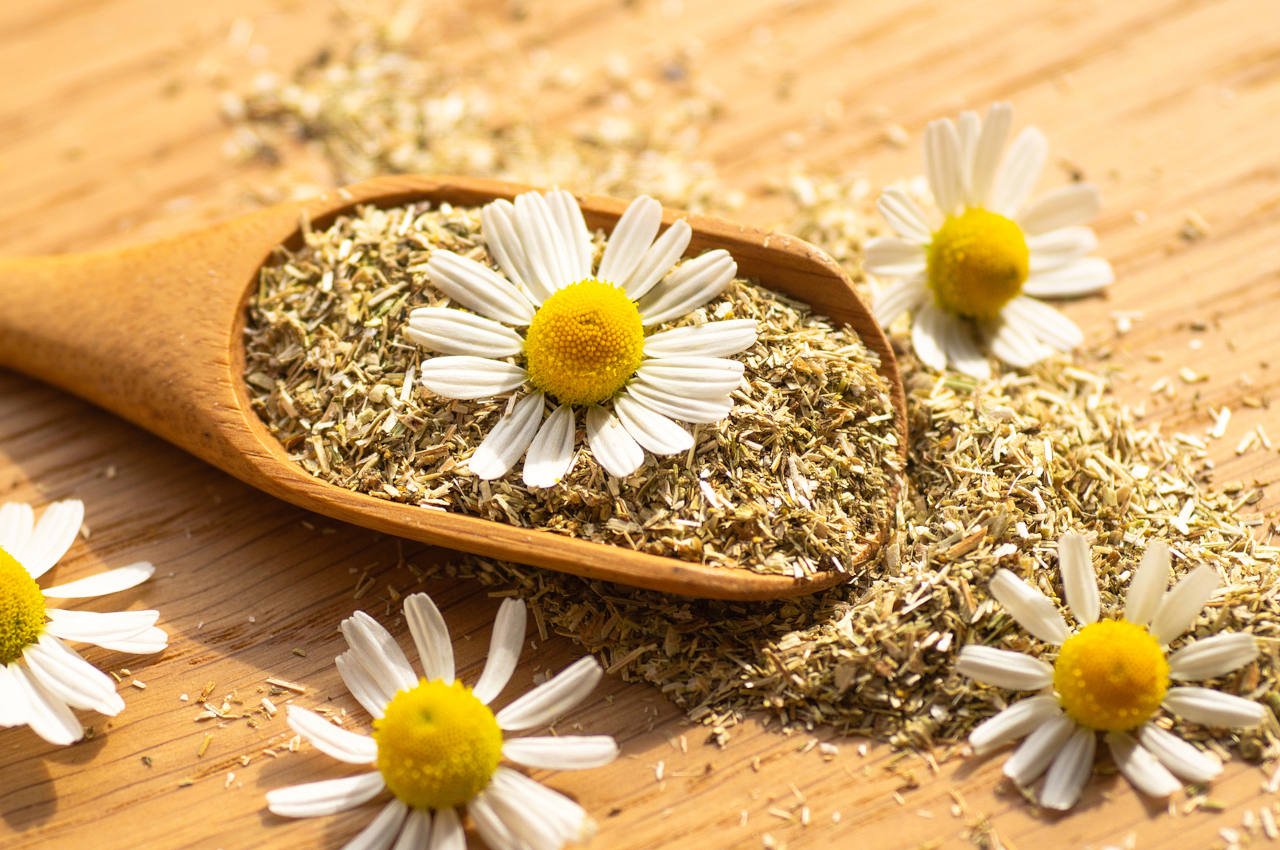 chamomile for hair is a great natural cure for your scalp