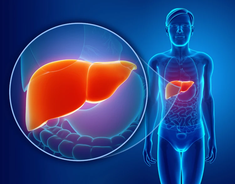 A computer-generated image showing the location of the liver within a person's body.