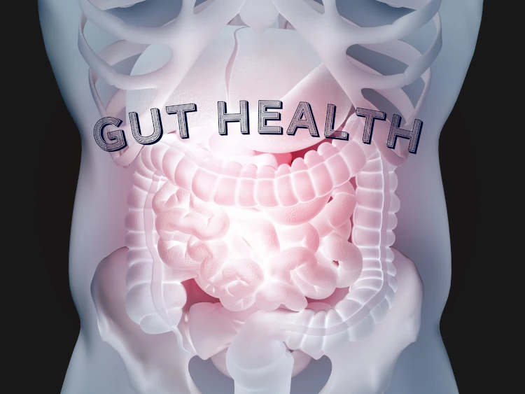 A 3D illustration of the human digestive system with the words “gut health” overlaid across it.